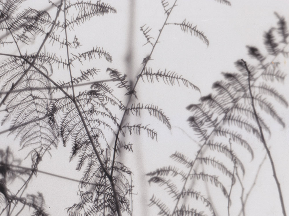 Close-up black and white photograph of fern leaves by Helen Murray