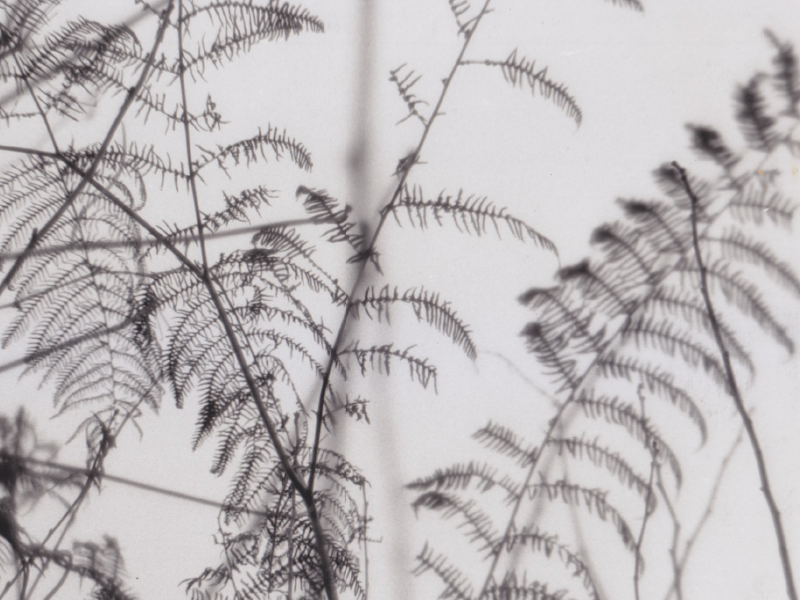 Close-up black and white photograph of fern leaves by Helen Murray