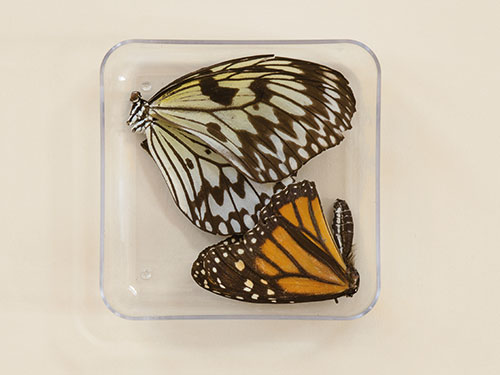 Photo of clear acrylic box containing orange and yellow butterfly with black detail against cream background