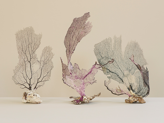 Three individual pieces of delicate white and purple coral on a white background