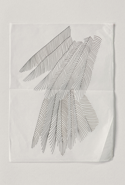 Photograph of a pen drawing of a feather on tracing paper by Helen Murray