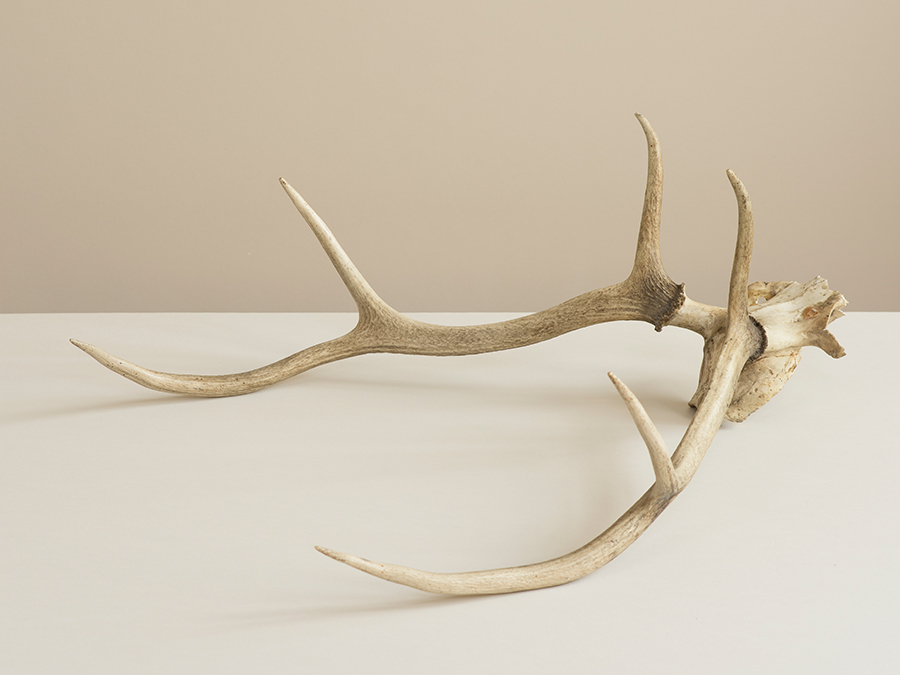 Photograph of deer antlers on a white surface with a cream background