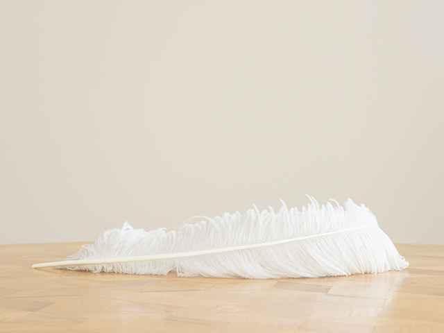 Photograph of a white ostrich feather lying horizontally on a wooden table with cream background