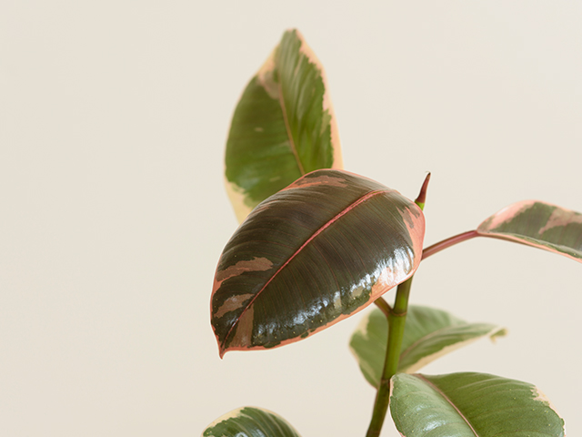 Close up photograph of rubber plant leaves against a white wall