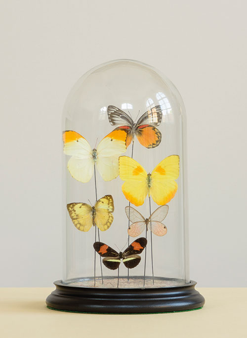 Photograph of a glass dome jar containing a variety of colourful butterflies with a black base on a cream table with grey background