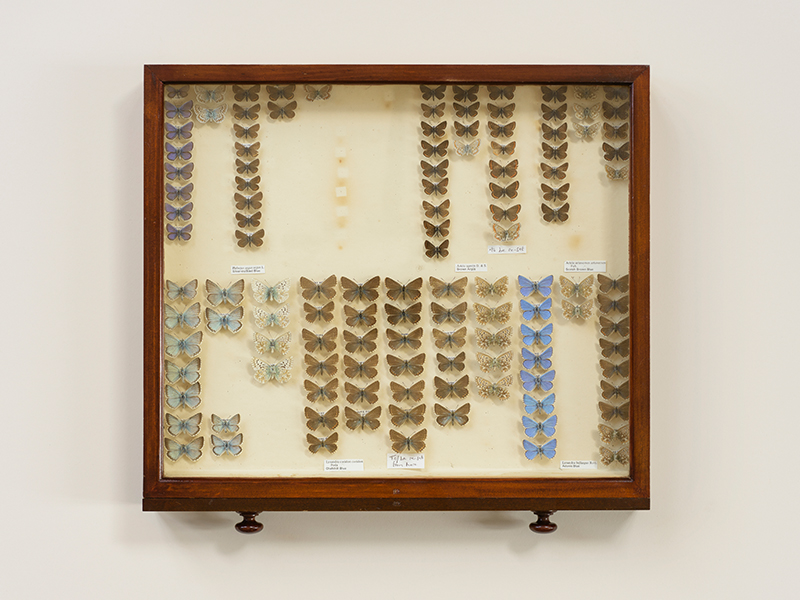 Photograph of a vintage wooden cabinet drawer containing rows of blue, white and brown butterflies 
