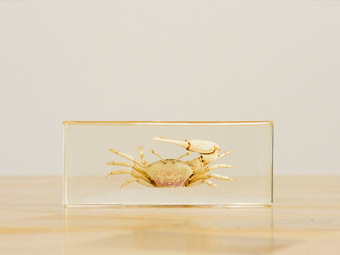 Photograph of a crab set in a small rectangular block of resin on a wooden table