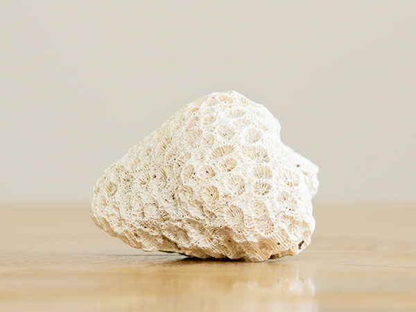 Photograph of a white and purple coral fragment on a wooden table with grey background