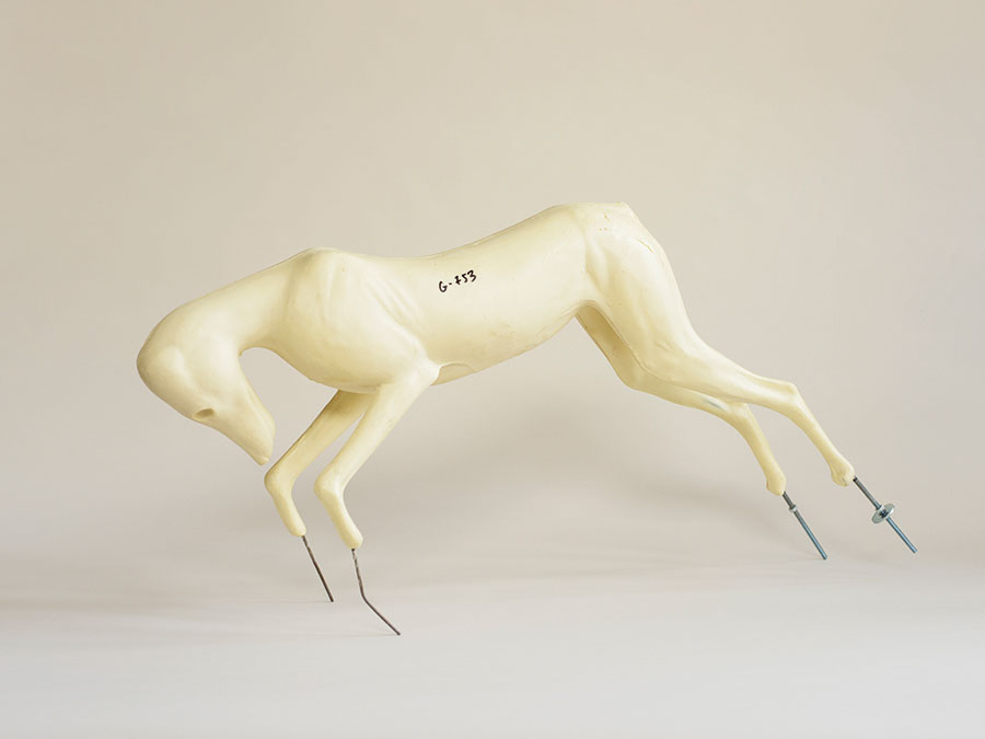 Photograph of a cream fox taxidermy mannequin with a white background