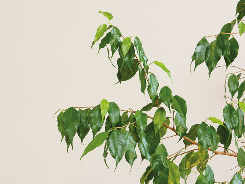 Photograph of a weeping fig plant on a cream background