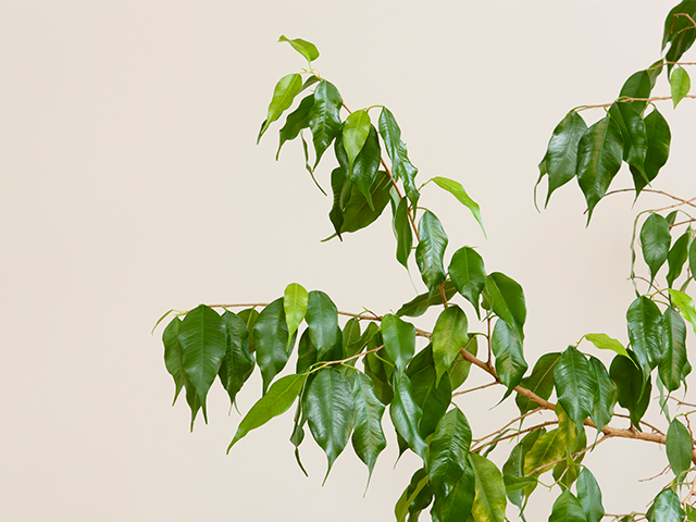 Photograph of a weeping fig plant on a cream background